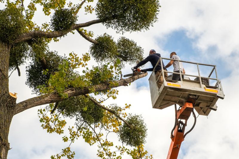 Local Tree pros at work