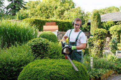 Tree And Shrub Clearing