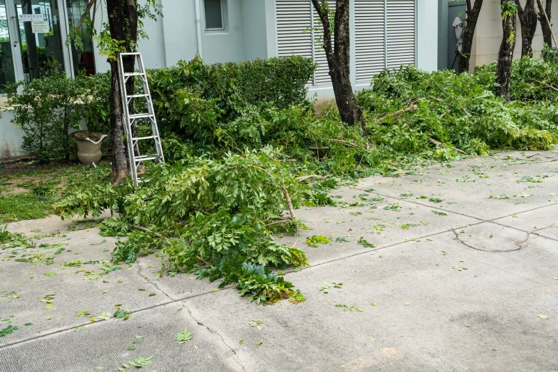Tree And Shrub Clearing