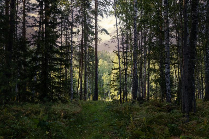 Tree And Shrub Clearing