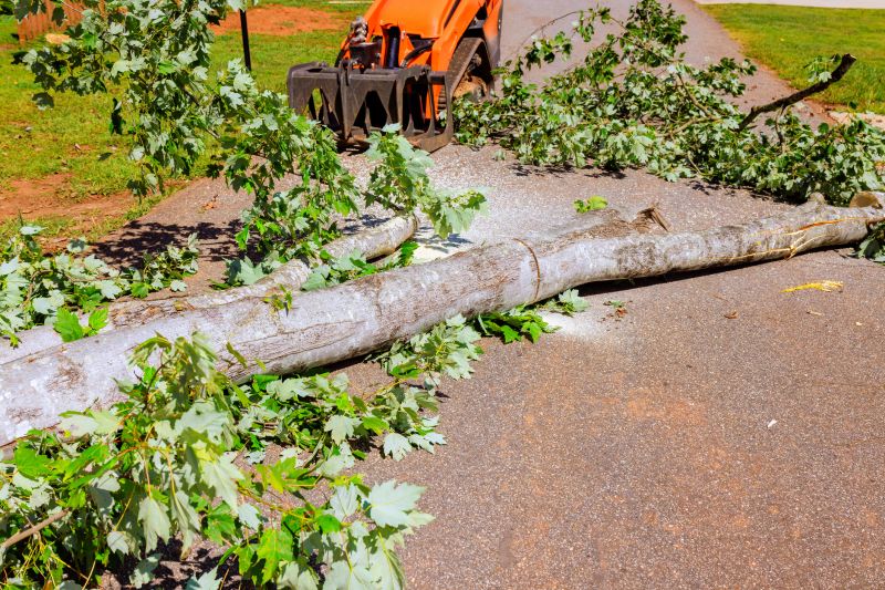 Apple Tree Removal in Reno, NV