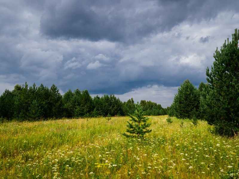 Land Clearing in Utah County, UT