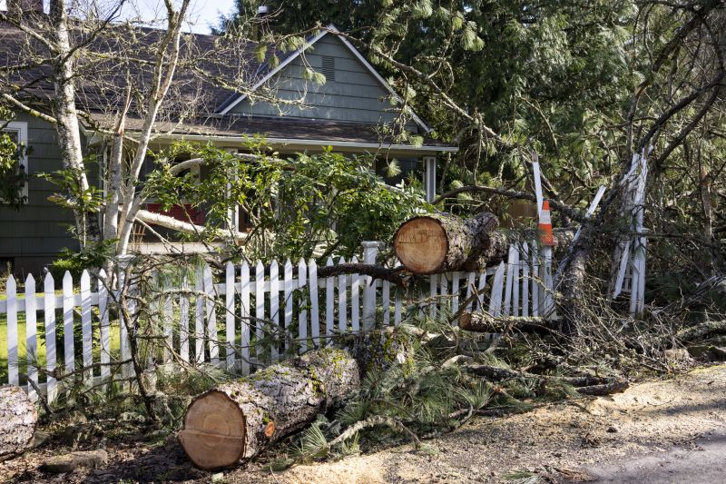 Mimosa Tree Removal in Reno, NV