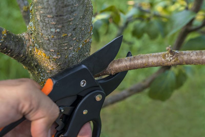 Spruce Tree Removal in Doylestown, PA