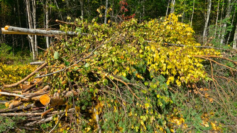 Tree And Shrub Clearing