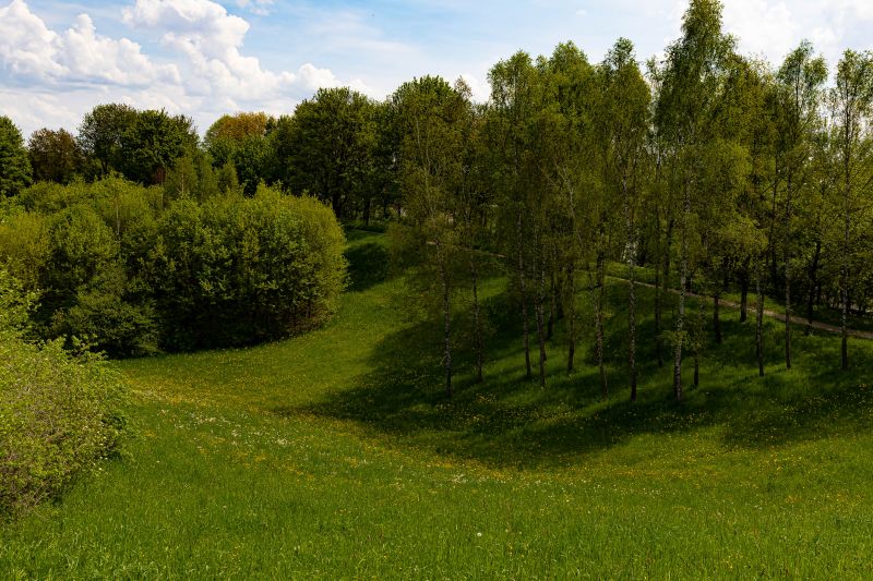Tree And Shrub Clearing