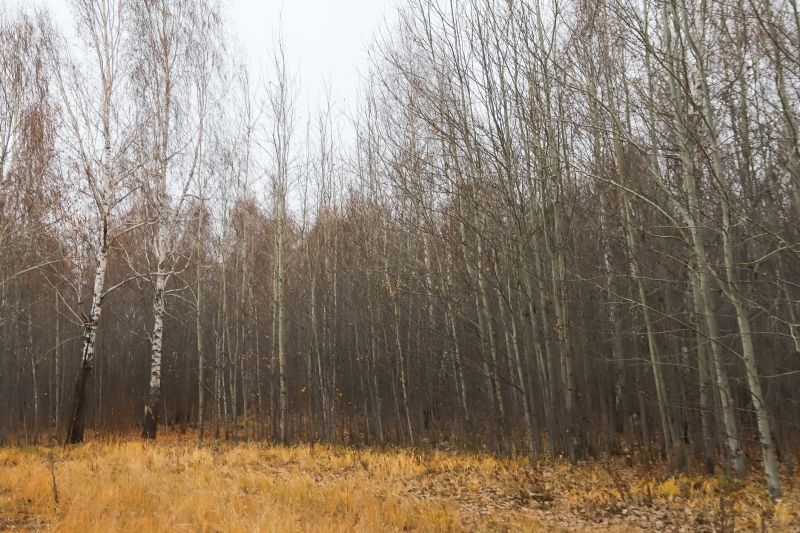 Tree And Shrub Clearing
