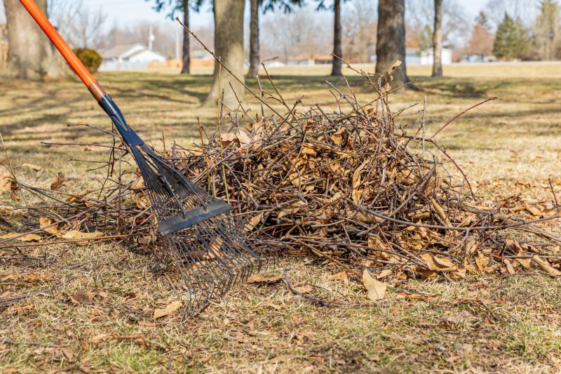 Tree And Shrub Clearing