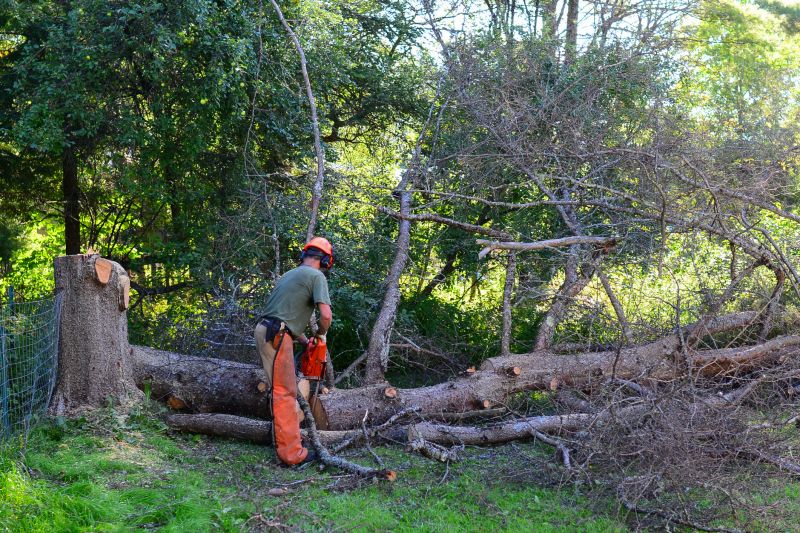Tree And Shrub Clearing