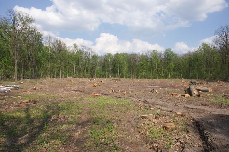 Trees Clearing in Utah County, UT